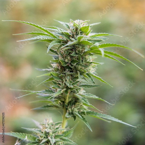 close up of hemp, cannabis, marijuana 