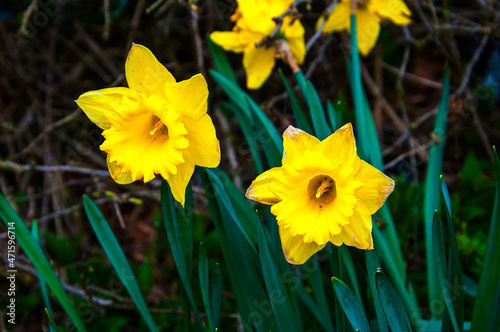 Fototapeta Naklejka Na Ścianę i Meble -  Roadside daffodils near to the church in Great Mitton Lancashire