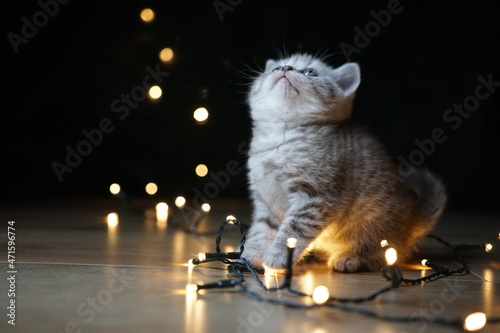 Fototapeta Cat Sits In A Christmas Light Chain