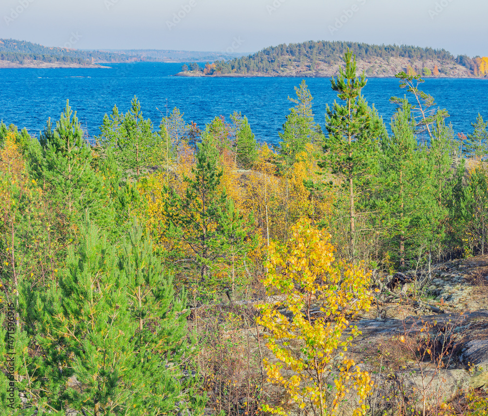 Trees on the cliffs of Lake Ladoga at evening time. Republic of Karelia.