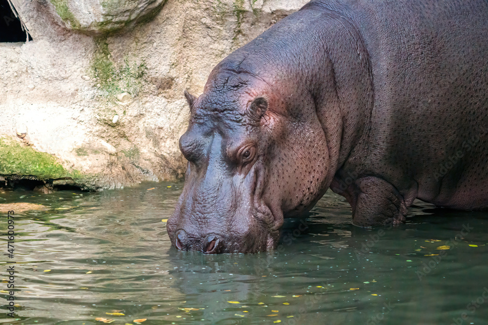 Ippopotamo Ippopotamo