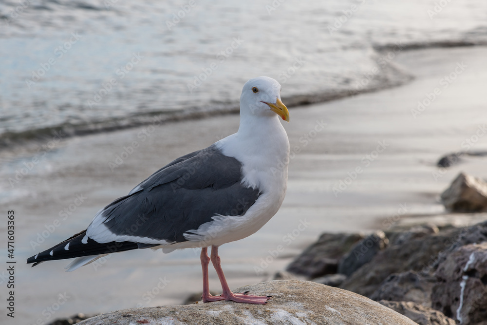 Closeup of a seagull at the Paradise Cove, Malibu, California Closeup of a seagull at the Paradise Cove, Malibu, California