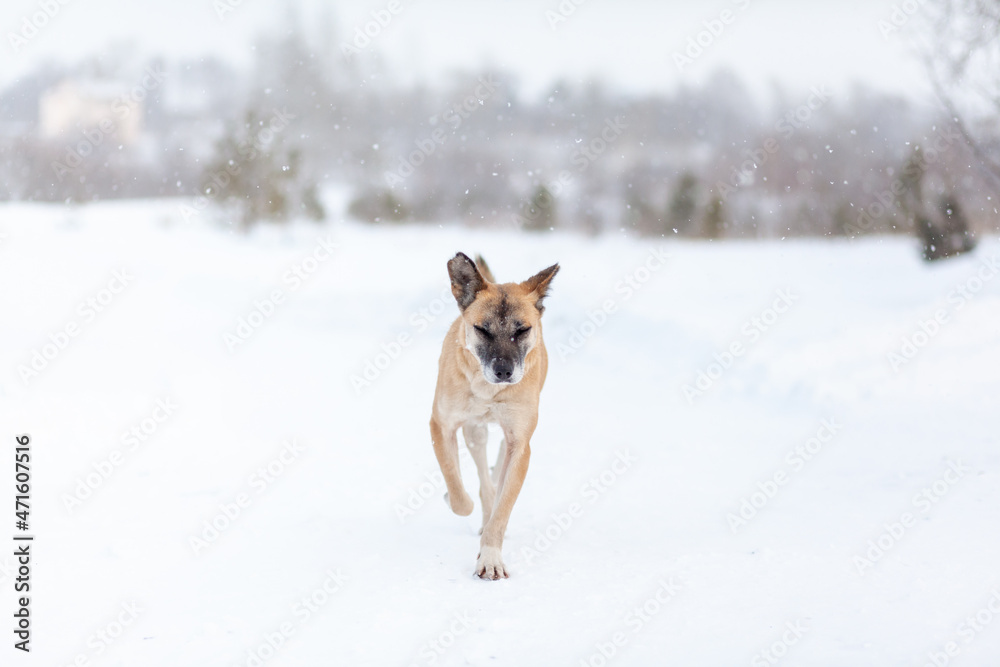 A cheerful and kind dog walks in the park in winter, plays in the snow