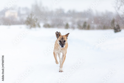 A cheerful and kind dog walks in the park in winter, plays in the snow