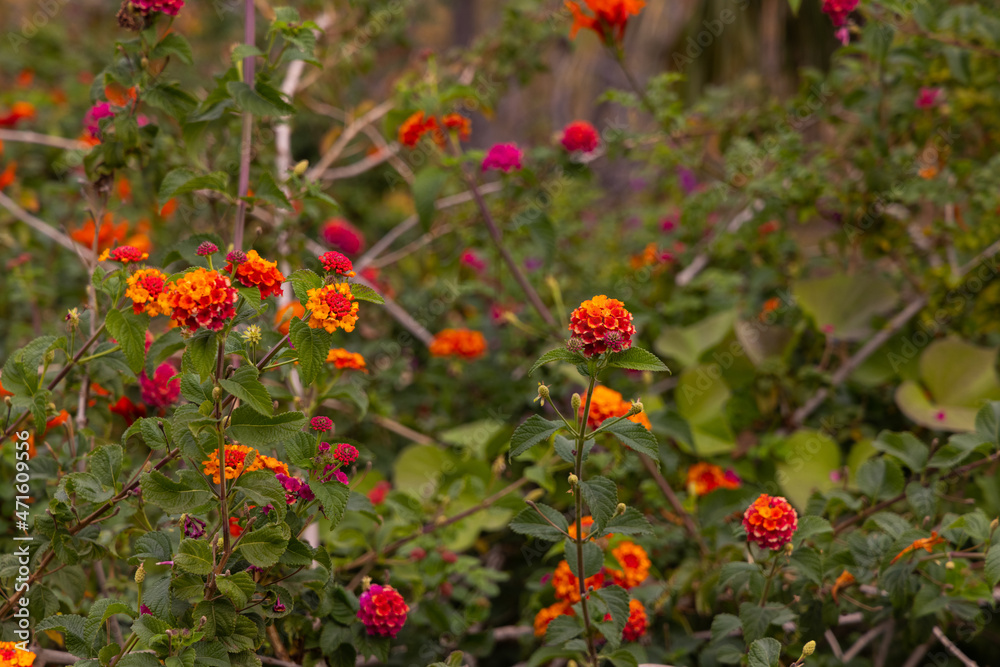 beautiful colorful flowers in nature beautiful colorful flowers in nature