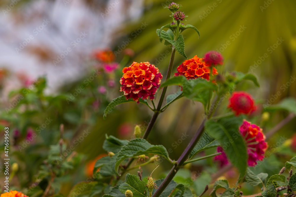 beautiful colorful flowers in nature beautiful colorful flowers in nature