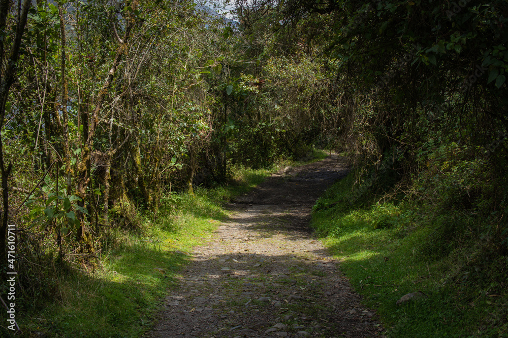 Camino en naturaleza