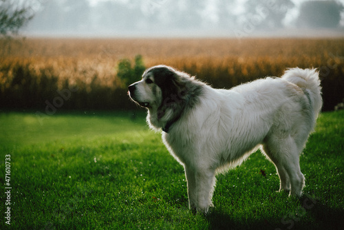 Great Pyrenees photo