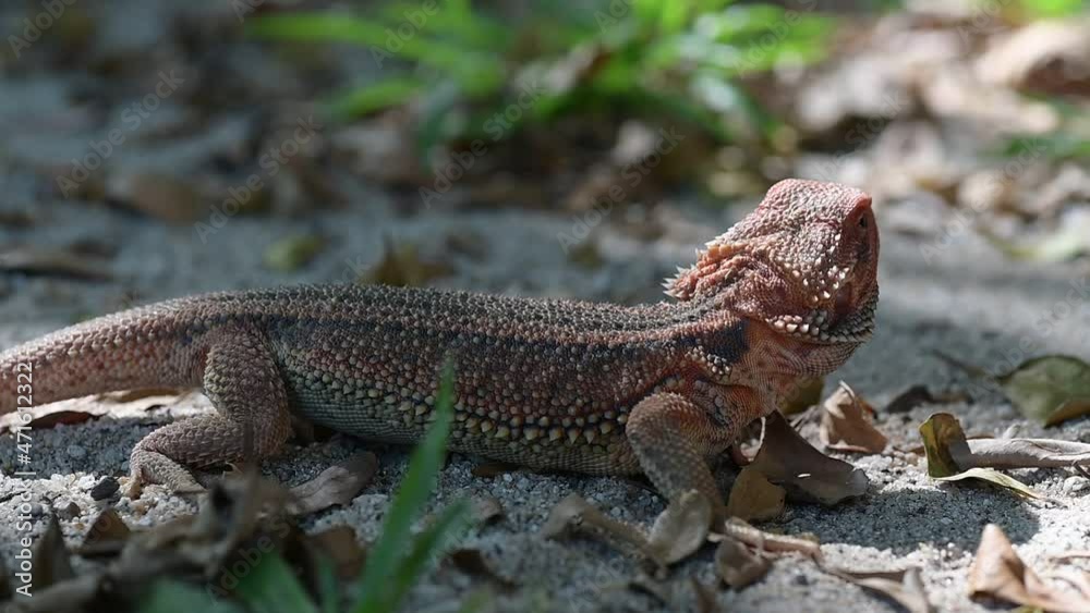 bearded dragon on ground with blur background
bearded dragon on ground with blur background