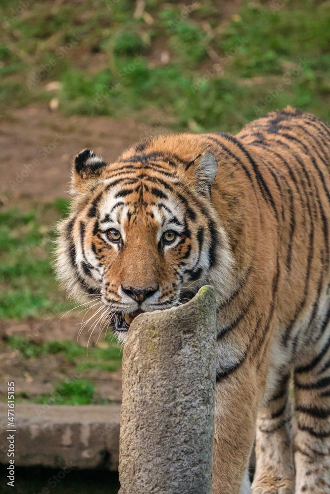 Obraz premium Tigre