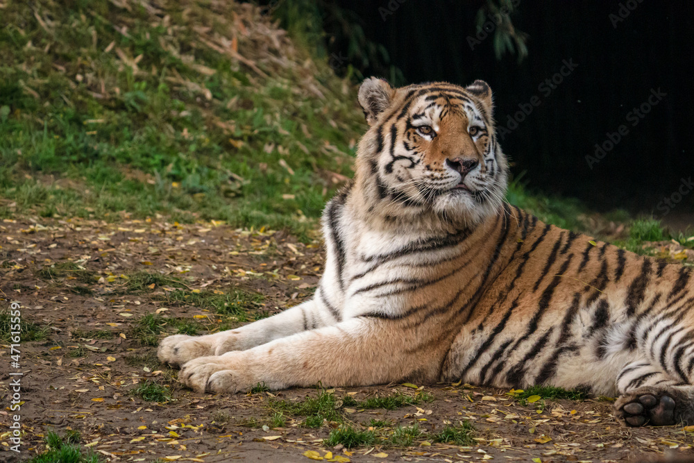 Obraz premium Tigre