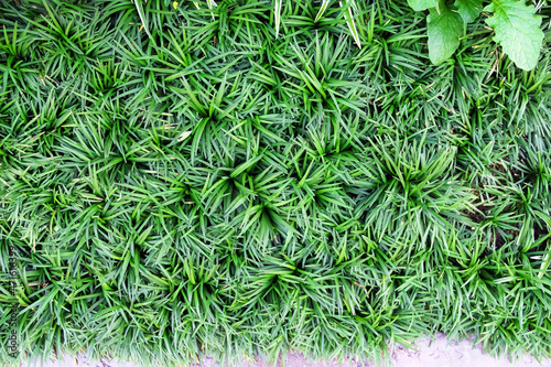 Decorative ornamental green grass in garden top view background photo