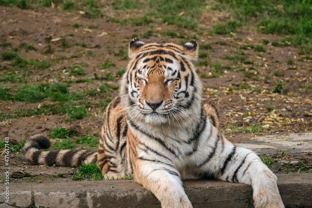 Fototapeta premium Tigre