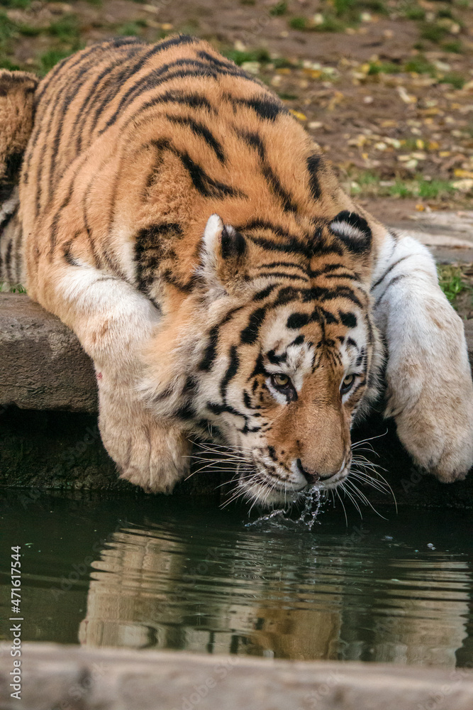 Fototapeta premium Tigre