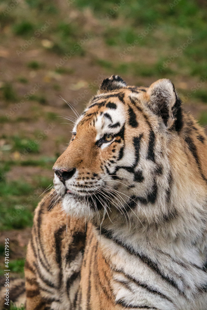 Naklejka premium Tigre