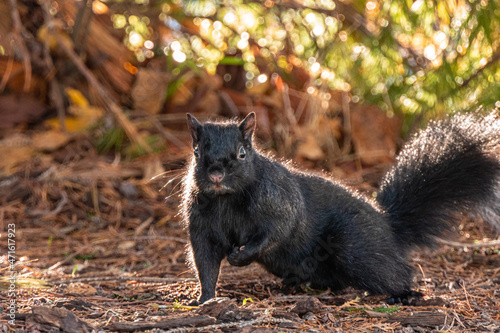 close up of a cute chubby grey squirrel sitting on the pine needles filled ground on a sunny morning with one front leg holding close to its chest