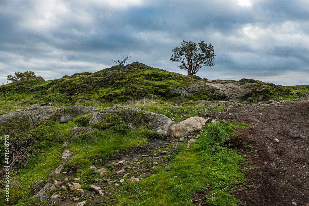 single tree grew on the summit of a small hill with ground covered with green moss under the overcast cloudy sky