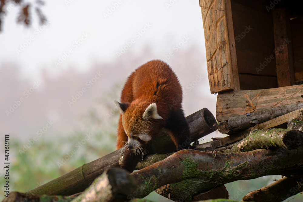 Obraz premium Panda Rosso