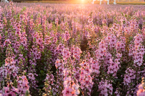 Pink Verbascum flowers in the garden