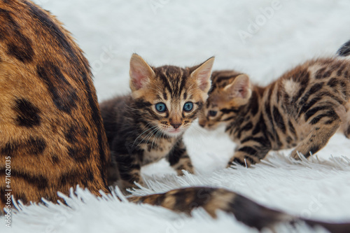 Adorable golden bengal mother-cat with her little kitten on white fury blanket.