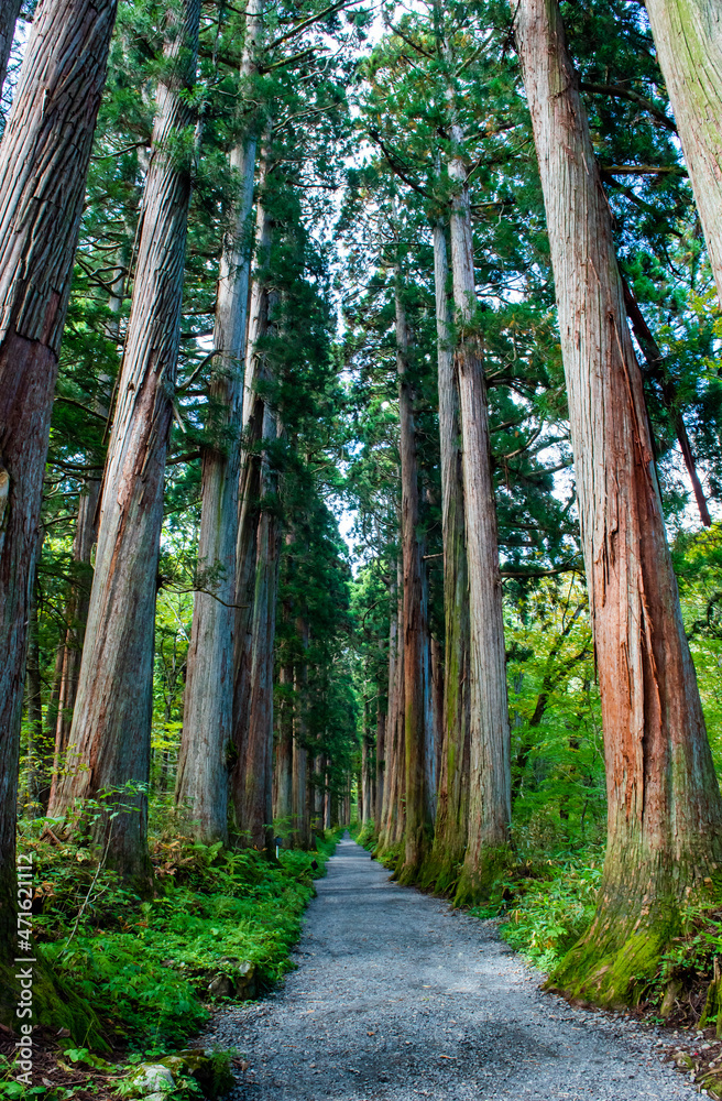 Obraz premium 戸隠神社奥社 参道の杉並木