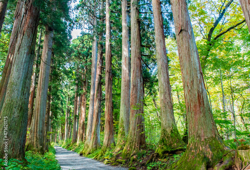 戸隠神社奥社 参道の杉並木