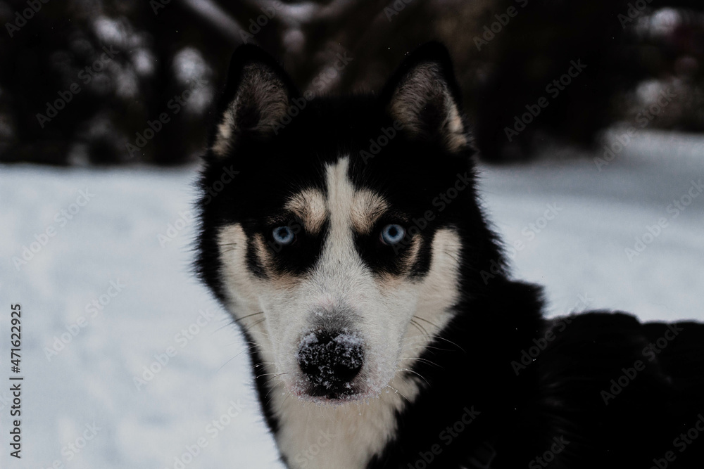 husky dog in snow