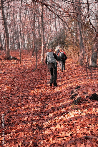 Group of senior people hiking through the forest in autumn