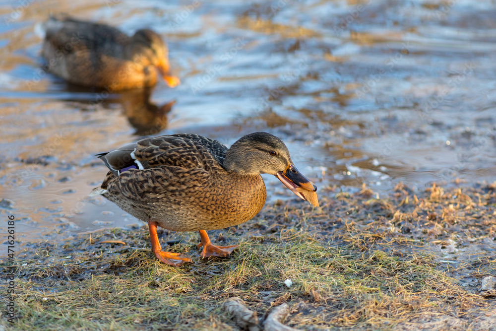duck eating bread duck eating bread