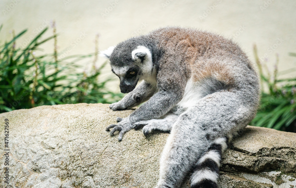 Fototapeta premium Ring-tailed Lemur looking down at the zoo in Birmingham Alabama.
