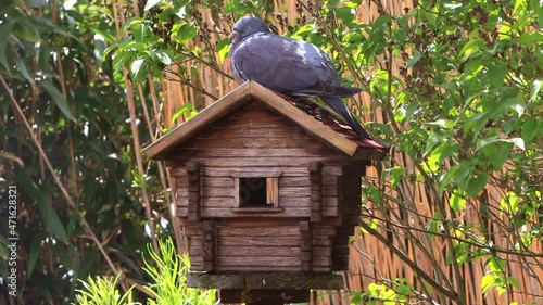 pigeon sitting on a birdhouse
