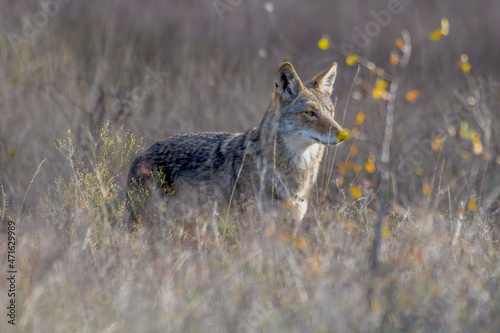 Coyote (Canis latrans) standing in tall prairie grass photo