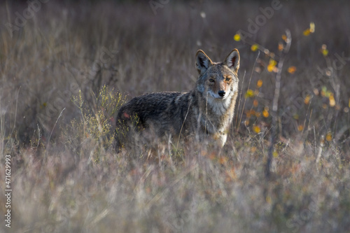 Coyote (Canis latrans) standing in tall prairie grass
