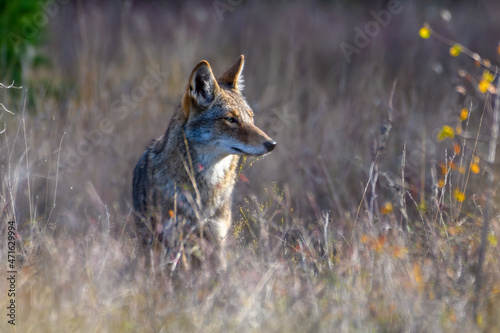 Fotografering coyote (Canis latrans) standing in tall prairie grass