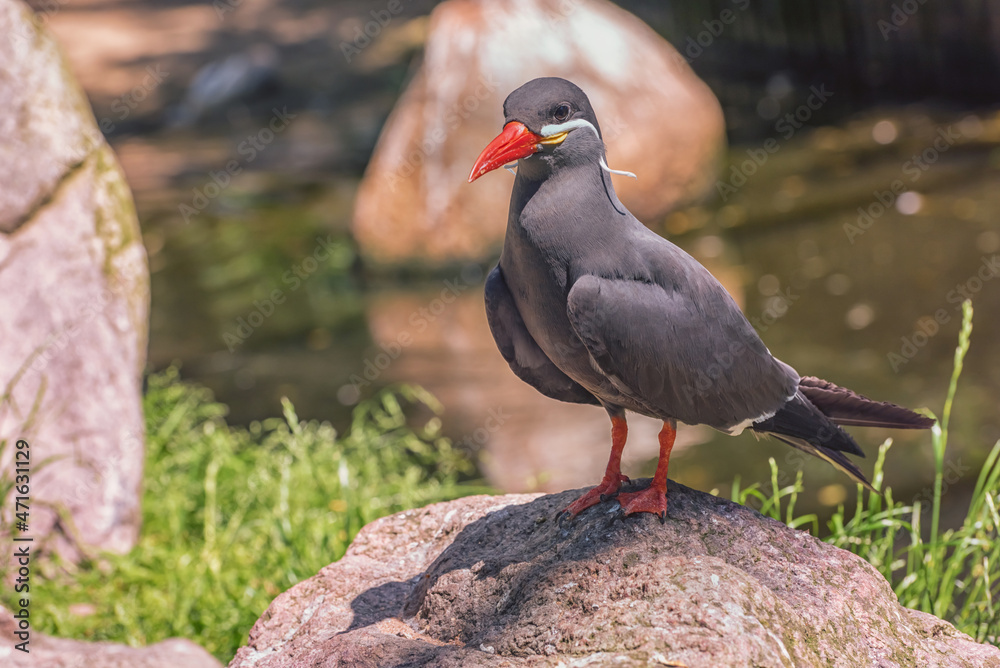 Inca Tern with dark grey body, white moustache on both sides of its head, and red-orange beak is on the stone. Portrait Inca Tern with dark grey body, white moustache on both sides of its head, and red-orange beak is on the stone. Portrait