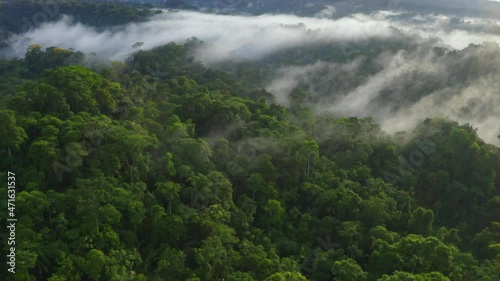 Beautiful aerial view of a tropical forest covered in fog: the amazon forest canopy of Ecuador, South America
