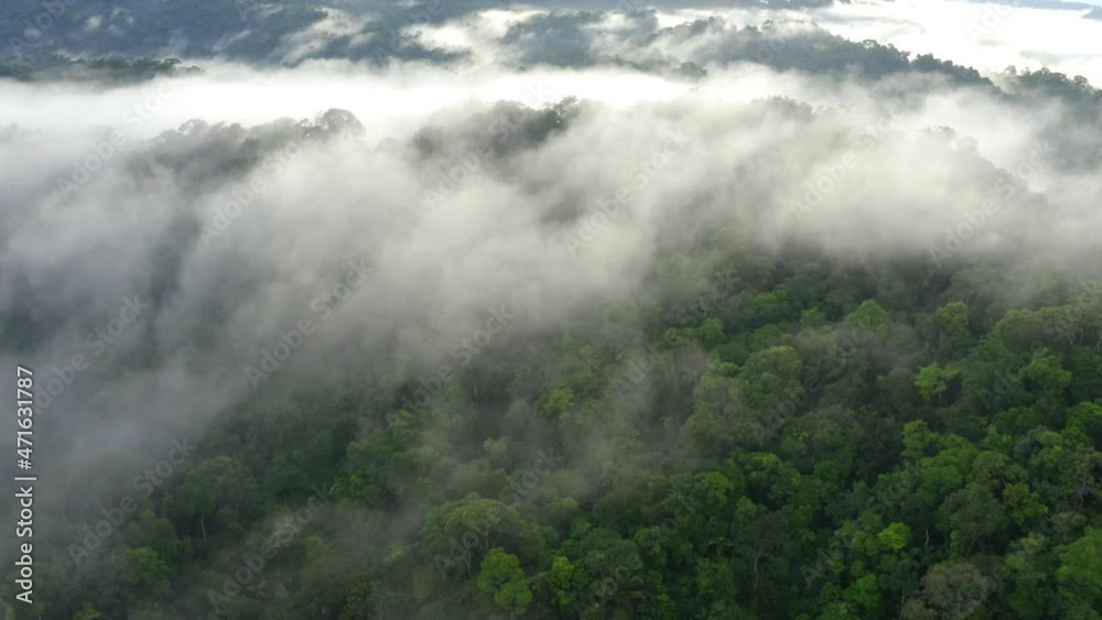 Nature background, a cinematic aerial shot of the tropical forest canopy showing the green trees of rainforest with the fog covering the jungle tree crowns Nature background, a cinematic aerial shot of the tropical forest canopy showing the green trees of rainforest with the fog covering the jungle tree crowns