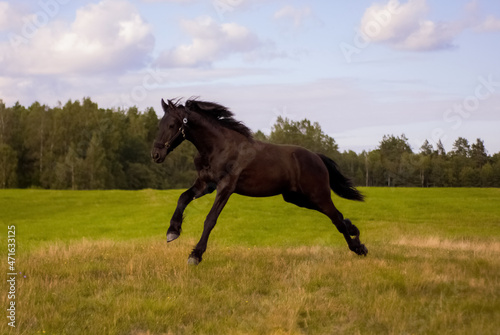 Friesian horse running in the pasture © Natali Winter