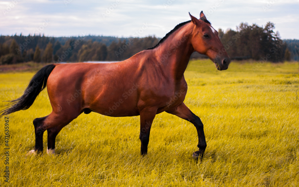 Trotting Holstein bay horse on the meadow Trotting Holstein bay horse on the meadow