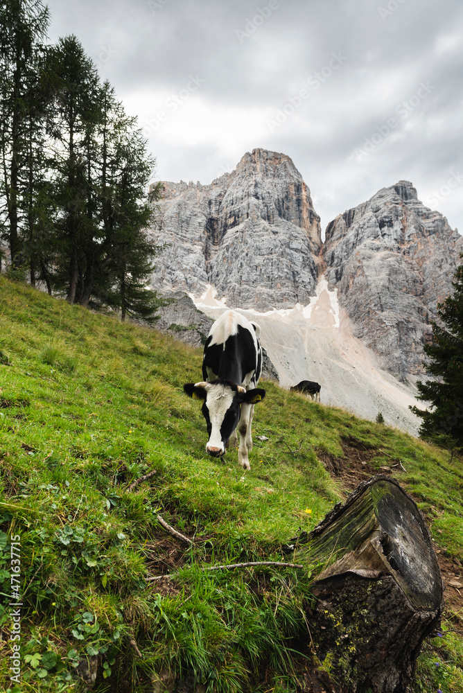 Cow in front of Mount Pelmo in the Dolomites