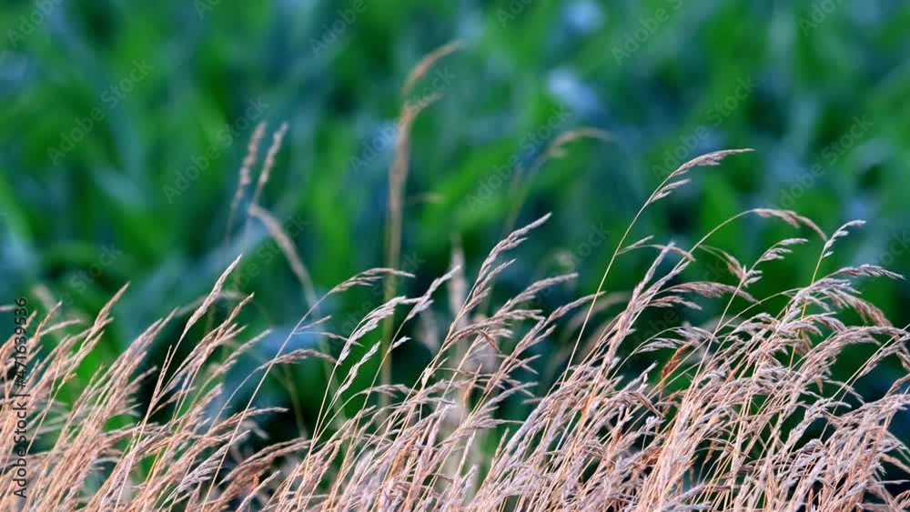 green and brown grasses blowing in the wind
green and brown grasses blowing in the wind