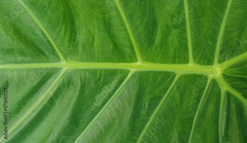 Bon leaf close up texture. Green background.