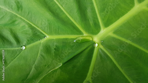 Bon leaf close up texture. Green background.
