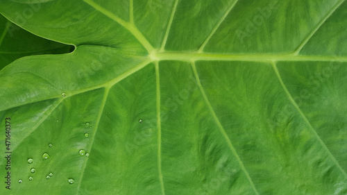 Bon leaf close up texture. Green background.