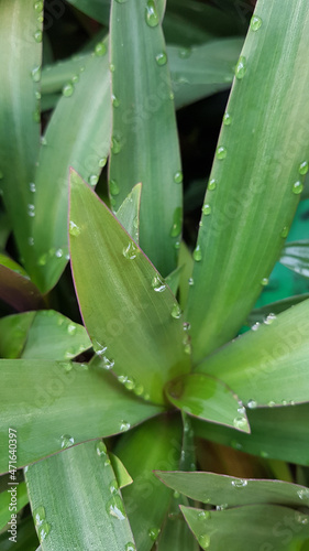 Water droplets on the leaves,Fresh beautiful purple leaves with water drop on rainy day.