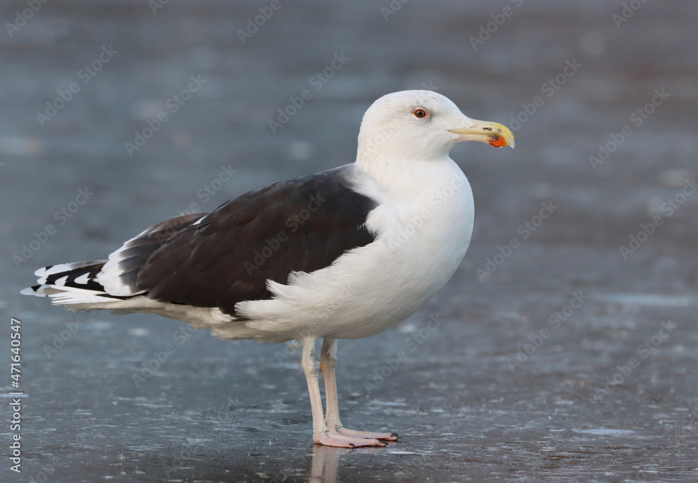 Obraz premium Great black-backed gull