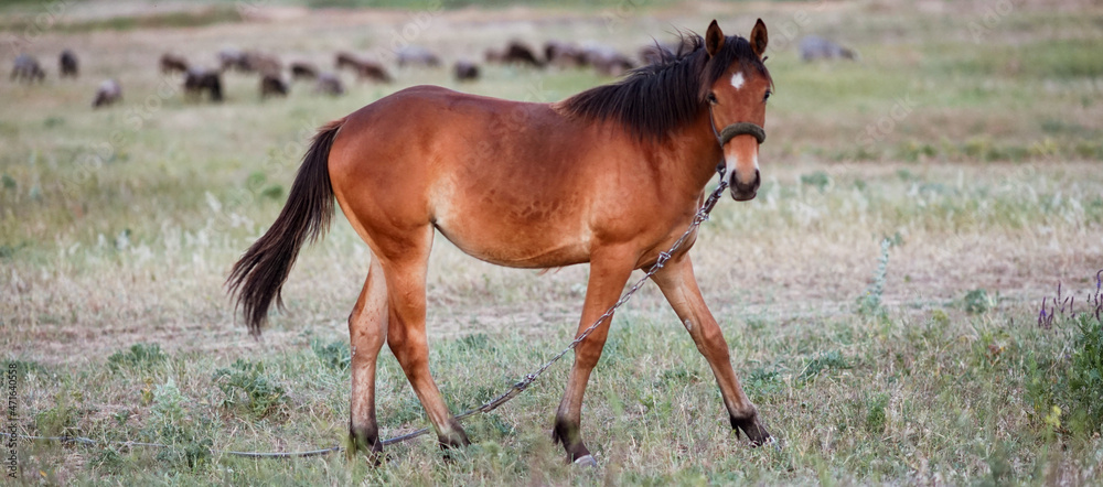 Fototapeta premium Lovely brown horse with black hair walks in a summer field