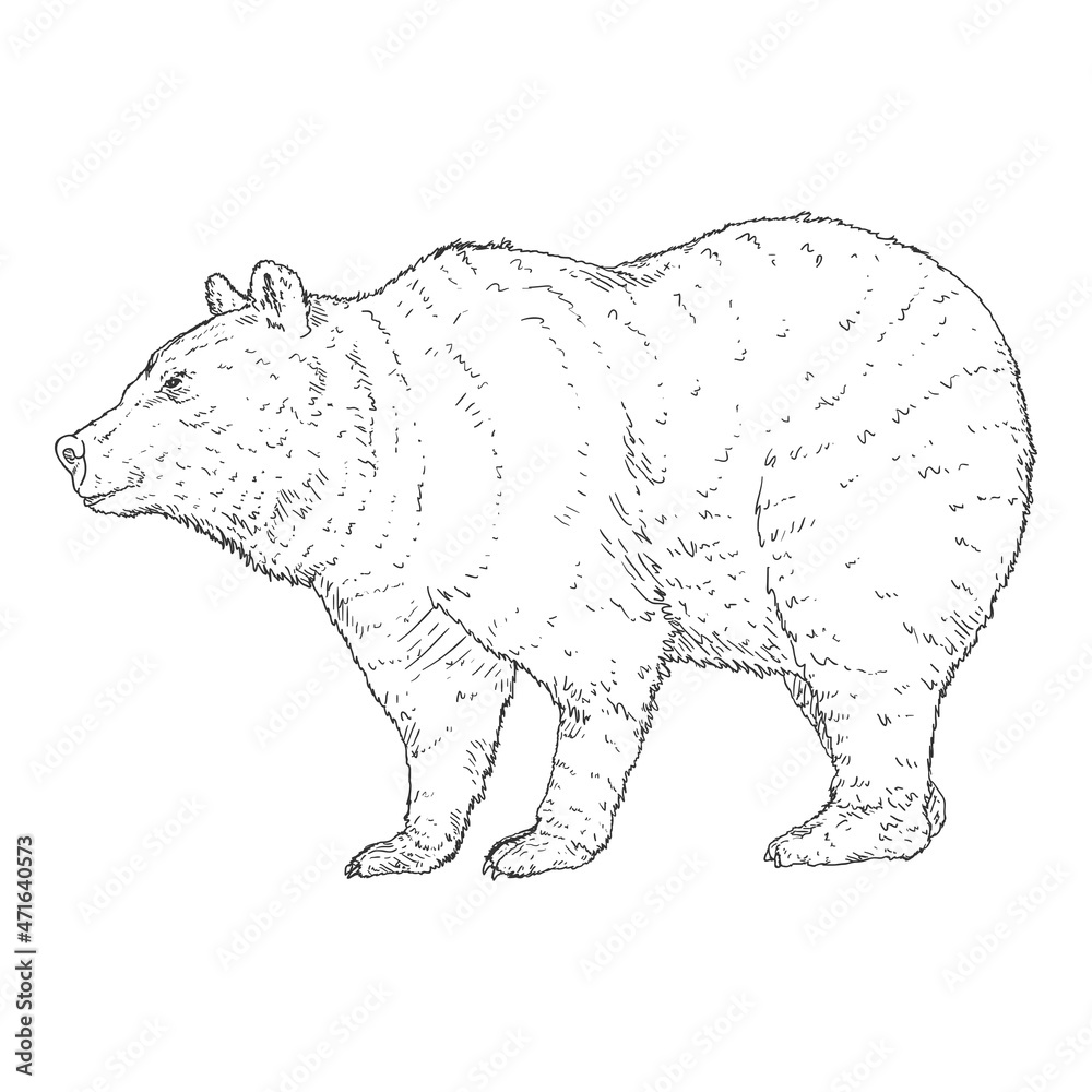 Vector Sketch Bear. Side View Illustration on White Background Stock