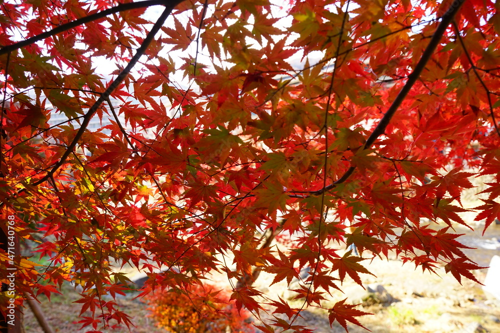 red maple leaves in the garden, natural colorful background for Autumn season and vibrant falling foliage concept - 赤い 紅葉の葉 red maple leaves in the garden, natural colorful background for Autumn season and vibrant falling foliage concept - 赤い 紅葉の葉