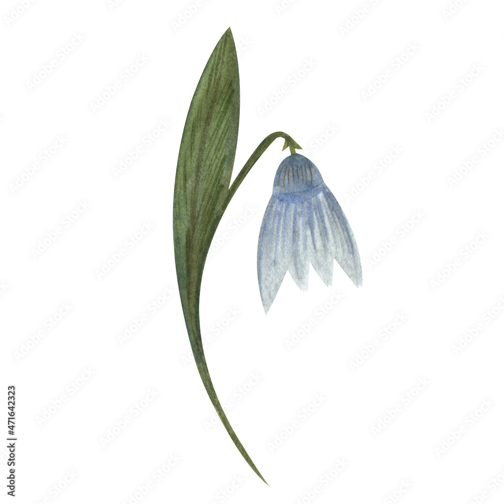 Obraz premium Watercolor bellflower single element on white background